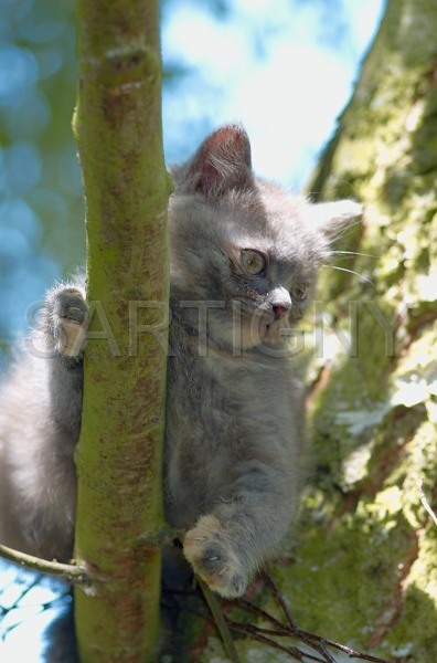 BRITISH SHORTHAIR C038.jpg